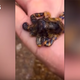 Ilustración para el artículo titulado Este turista sosteniendo un pequeño pulpo en una playa australiana no sabe lo cerca que estuvo de la muerte